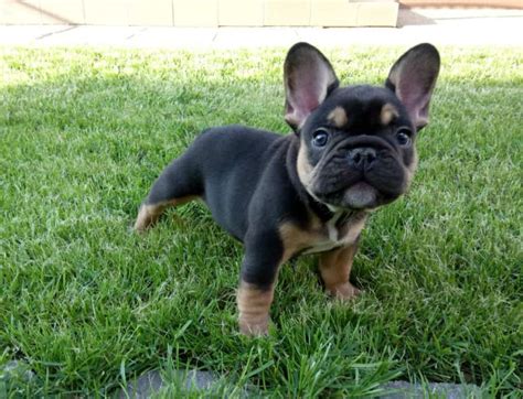 The coats on french bulldogs are fine, shiny, smooth and short. What to do to prevent French Bulldog theft - 7 tips - Tom ...