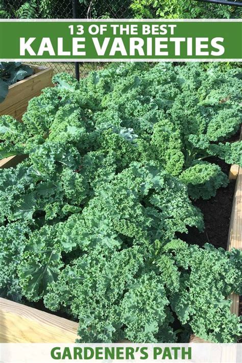 13 Of The Best Kale Varieties Gardeners Path