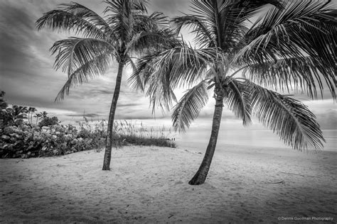 Black And White Palm Sunset Dennis Goodman Photography