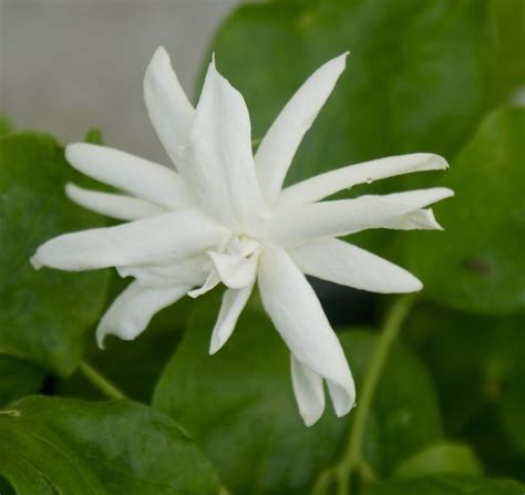 Rare Fragrant Arabian Jasmine Jasminum Sambac Belle Of India