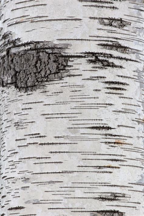 Free Stock Photo Of Birch Tree Texture Thanks To Free Nature Stock