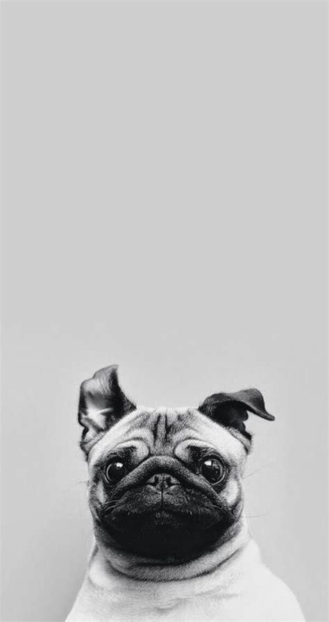 Pug Iphone Wallpapers Top Free Pug Iphone Backgrounds Wallpaperaccess