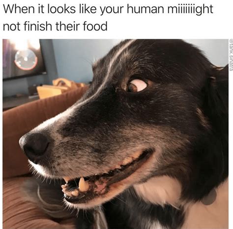 Bring The Goodness Into Your Day With Doggo Memes Funny Dog Memes