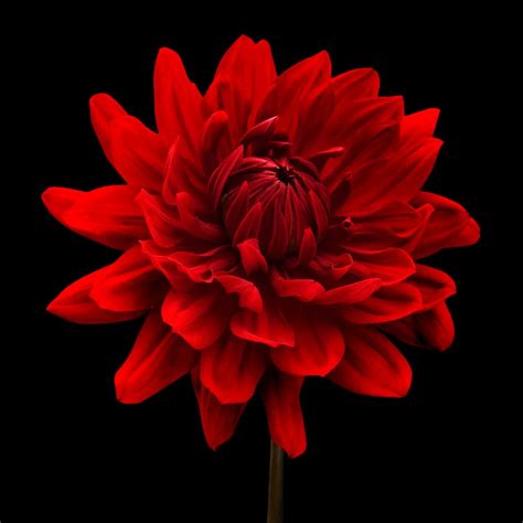 54 Red Flower Black Background On Wallpapersafari