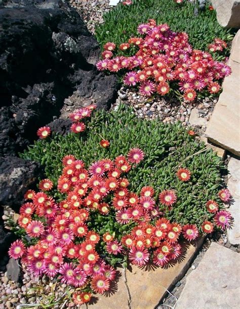 Nicht jede sorte ist robust und winterhart. pflanzen-steingarten-mittagsblume-delosperma-pink ...