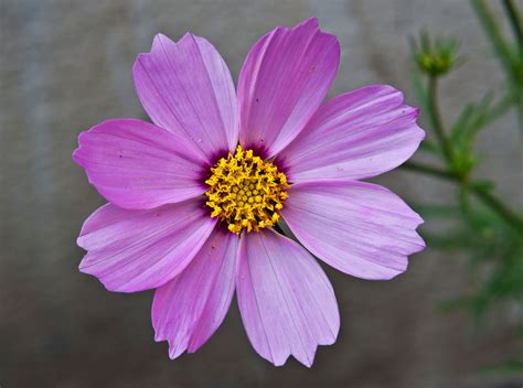 So many hints on this scene. File:Cosmos bipinnatus pink, Burdwan, West Bengal, India ...