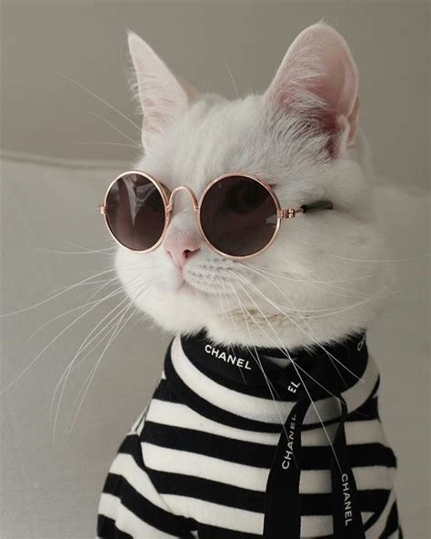 Chanel おしゃれまとめの人気アイデア｜pinterest ｜arieshana46 面白い動物、キュートな猫、可愛すぎる動物