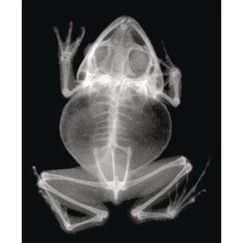 Printable Animal X Rays To Help Turn Your Area Into A Veterinarian