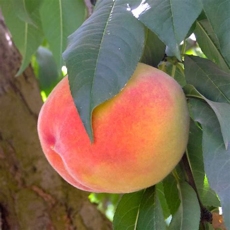 Gleason Elberta Peach Tree Gurneys Seed And Nursery Co