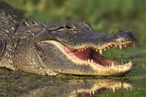 Former Owner Of 6 Foot Alligator Is Battling Zoo Over Its Remains