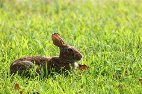 Brown Bunny Rabbit Lying In Green Grass Stock Photo Image Of Rabbit