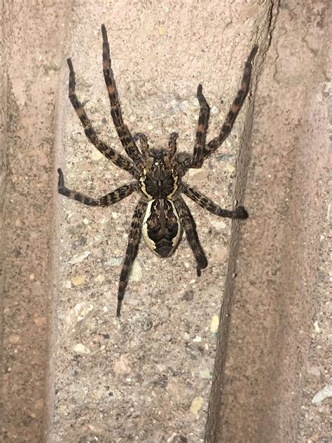 Dolomedes Tenebrosus Dark Fishing Spider In Jackson Michigan United