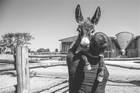 Sweet Mini Donkeys Hug Photo By Michele Ardu National Geographic