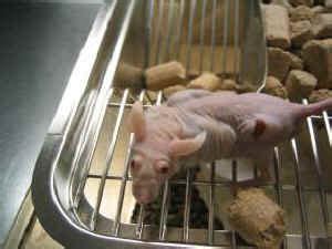 Are Lab Animals Necessary?: Alternatives to Animal Testing