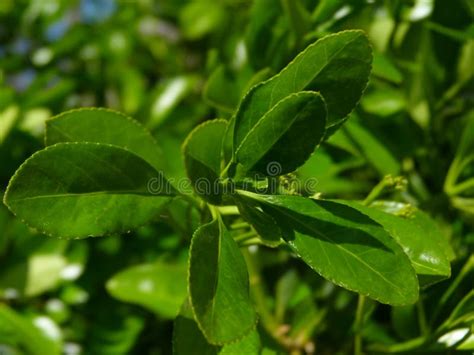 Waxy Bright Green Leaves In Selective Focus Of Evergreen Bush Stock
