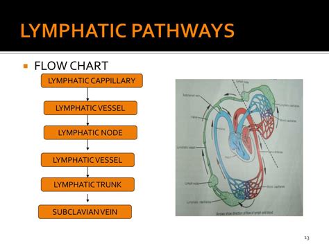 Lymphatic System Flow Chart