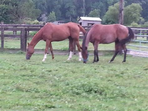 They treat you fairly in every aspect you can think of; Maverick and Chip | Horses, Animals, Mavericks