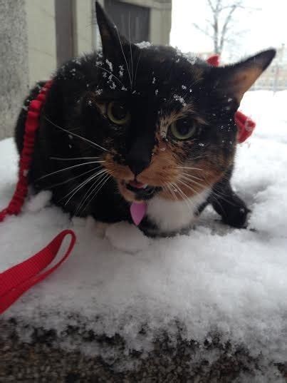 17 Pets Who Just Had The Cutest Snow Day Ever Pup Pets Cute