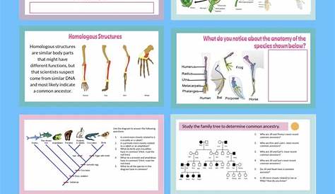 Comparative Anatomy Worksheets Answers - Printable Worksheets