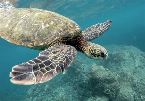 Tortugas Marinas Animalbank ¡ayuda A Su Conservación