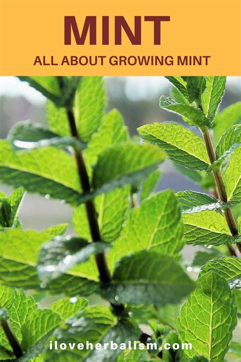Awesome Video Demonstrating How To Plant Mint Created By California