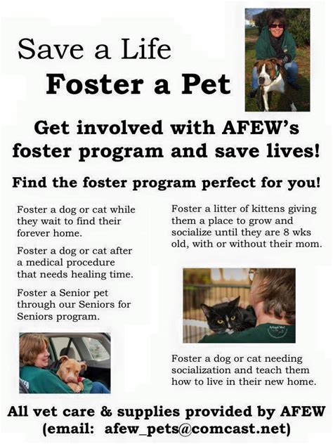 Cat Adoption Flyer The W Guide