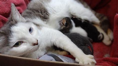 Rescue Cat Mama And Her Babies Help A Teeny Motherless Kitten Love Meow