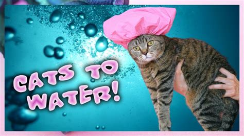 Funny 🙀 Cats Falling Into 🌊 Water Compilation Youtube