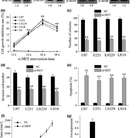 mir 144 3p inhibits glioma cells by targeting met independently of download scientific diagram