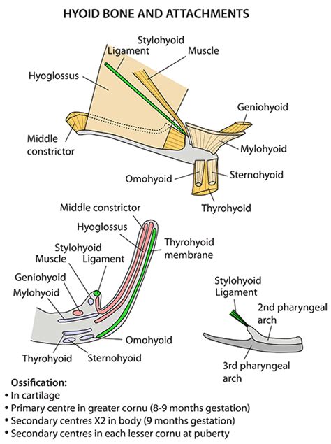 Instant Anatomy Head And Neck Areasorgans Hyoid Bone And