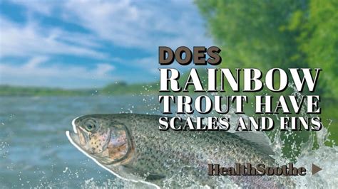Unveiling The Anatomy Of Rainbow Trout Scales And Fins