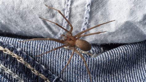 Heres Where Brown Recluse Spiders Are Most Likely To Be Lurking In