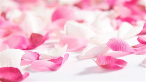 Pink Floral Wallpapers 57 Images