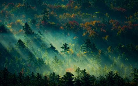 Wallpaper Sunlight Trees Landscape Forest Fall Nature Sky