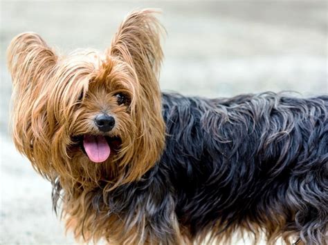 10 Most Extra Affectionate Dog Breeds
