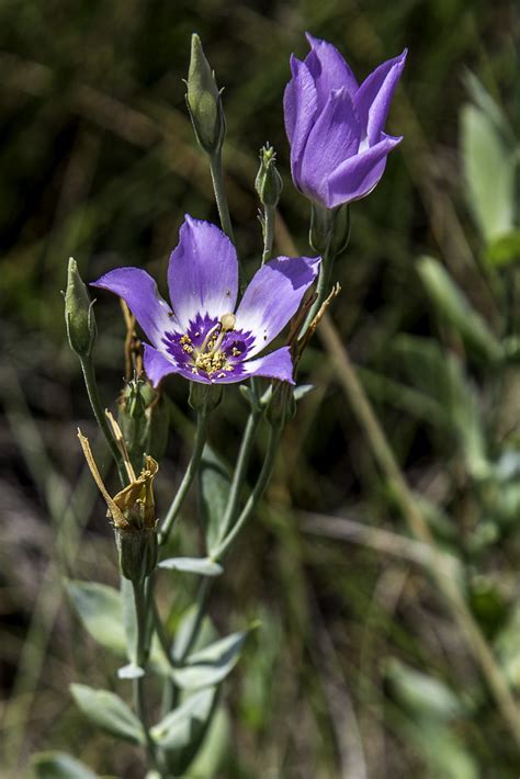 Catchflyprairiegentain 2071 Eustoma Exaltatum Ssp Exalt Flickr