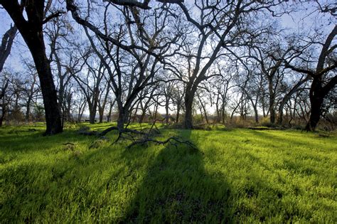 Bidwell Sacramento River Sp