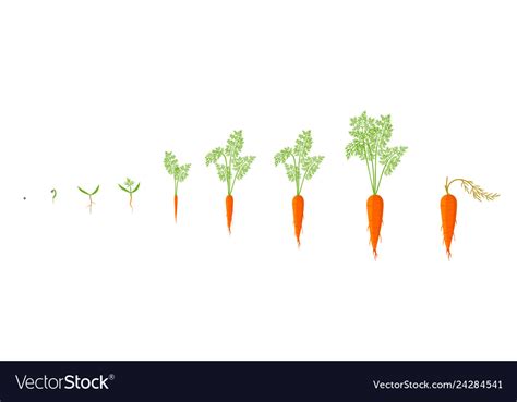 Growth Stages Of Carrot Plant Royalty Free Vector Image