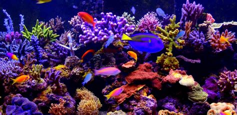 Fond ecran windows 10 4k. Aquarium 4K video live wallpaper: Amazon.es: Appstore para Android