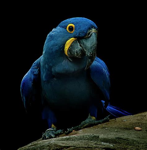 Hyacinth Macaw Photograph By Photo By Steve Wilson Fine Art America