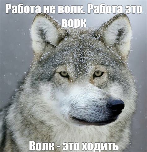 Create Meme Wolf Pictures The Lone Wolf Funny Photo Of Wolves