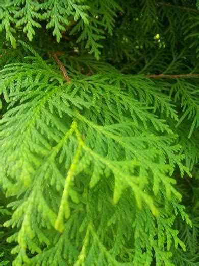 Wann sollte ihre koniferenhecke geschnitten werden? junge Koniferen wie schneiden? - Seite 1 - Gartenpraxis ...