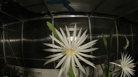 Queen of the night or orchid cactus, epiphyllum spp. Queen of the Night - Cactus flower - YouTube