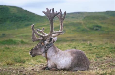 Reindeer