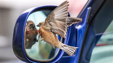 Why Do Birds Poop On Cars — How To Stop The Bomb Drops We Love Animals