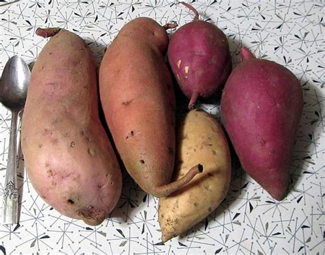 Reed S Landrace Sweet Potatoes Swapping And Breeding Vegetables