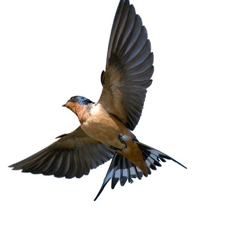 Download Southern Flying Tree Rough Winged Swallow Bird Barn Hq Png