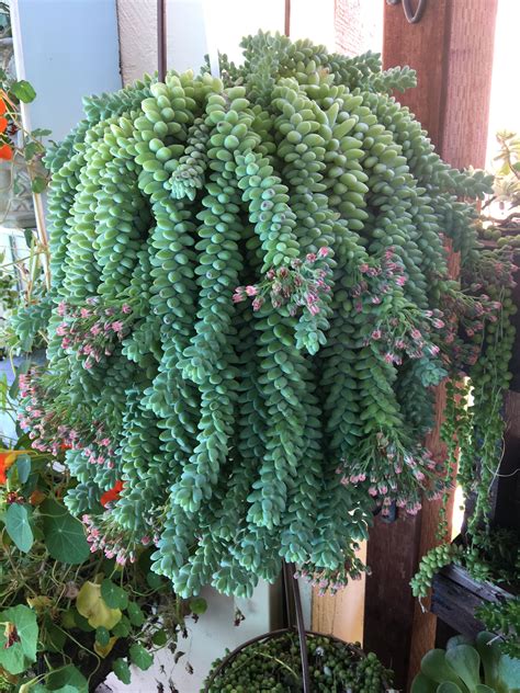 Fonquieria splendens is the scientific name of the monkey tail cactus. Donkey tail Sedum succulent style garden Succulent ...