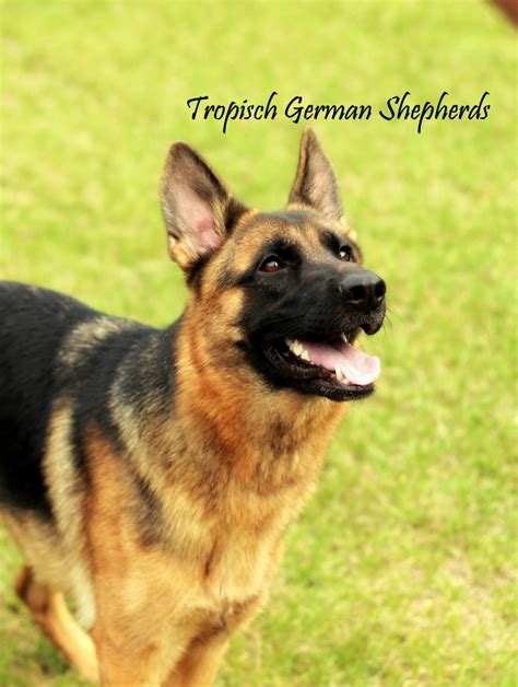 Tropisch German Shepherds German Shepherd Dog Breeder North Port