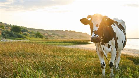 Farm Animal Services | Livestock Services Dorset - Kingston Vets Somerset